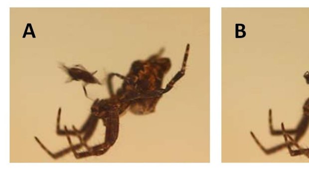 Naked Cannibalism Leads To Fussy Sex Mates In Spiders