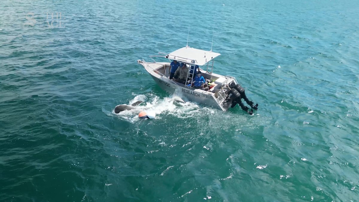 Shark research in Moreton Bay