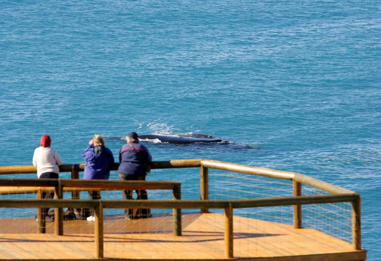 Nullarbor road trip along the Great Australian Bight: Whale watching and  limestone cliffs