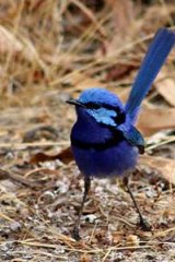 The splendid wren stole its blue colour from the sky.