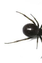 The brown house spider