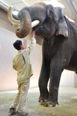 Chatty ...  Scientists have confirmed that Koshik, a 22-year-old male Asian elephant, can clearly imitate Korean words.