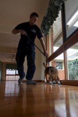The nose knows: Bluey with his handler Andrew inspecting a Frankston house.