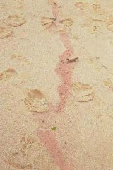 A red stain from the murky red water at Bondi beach. Photo: Edwina Pickles