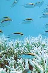 Fish swim past a coral formation on Queensland’s Great Barrier Reef.