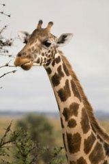 Refuge ... a Rothschild giraffe at Murchison Falls.