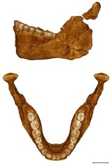 A virtual reconstruction of the Irhoud mandible showing human dental construction in the jaw.