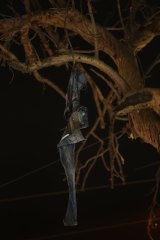The jeans of a bombing victim hang from a burnt tree in the Karrada district of Baghdad.