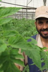 With the program ... Gazan farmer Ismail Marouf grows tomatoes in a greenhouse in the Gaza Strip under the AusAID scheme.