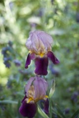 Multinational:  Iris Germanica (cultivar) in Sandra McMahon's garden