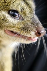 Rare breed: Zedora, a female Quoll is set for release.