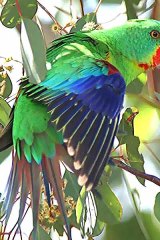 Endangered: The swift parrot.