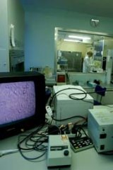 Targeted trials ... Darren Shafren examines melanoma cells under a microscope;