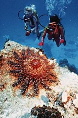 Coral killer ... the crown-of-thorns starfish.