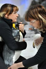 Ready for therapy: Sarina Walsh ensures Pip the king penguin is comfortable as masseuse Alison Edmunds works on his leg.