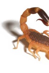 Choose your poison: Compounds in scorpion venom found to alleviate pain could be used in future painkillers.