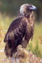 The Tasmanian wedge-tailed eagle is at the mercy of wind farms at Woolnorth wind farm in north-west Tasmania. The company is putting in measures to reduce the number of birds killed by the turbines..