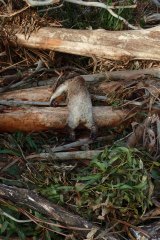 The koala killed in the logging coupe in the Acheron Valley.