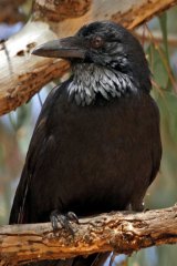 A juvenile crow, whose eyes have not yet turned white.