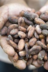 Definitely not dull: Cacao beans.