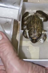 The extinct Australian gastric-brooding frog.