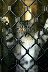 Don't fence me in: Cats will be confined to their owner's property at all times when the new policy is enforced.
