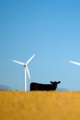 The movement against wind farms may be dissipating.