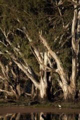 Potent symbol: The River Red Gum is a species which claims the affection of many people.