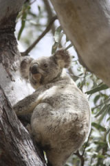 The Australian Koala Foundation says up to 10 koalas die every day in South East Queensland.
