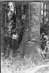 Axemen felling a tree in Queensland in 1928.