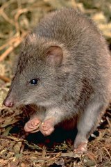 A long-nosed potoroo.