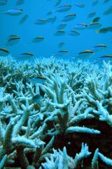 Environment: Irreversible damage to the Great Barrier Reef can be the result of climate change in just 16 years.