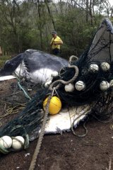 A humpback whale calf caught in netting in Mona Vale in 2013.