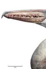 A Pelagornis - a giant prehistoric bird with a five-metre wing span and serrated beak.