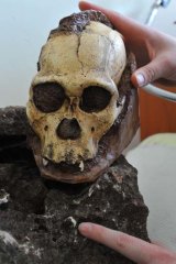 A South African scientist shows a tooth of <i>Australopithecus sediba</i> hidden in a rock excavated from an archaeological site three years ago. Also pictured is a copy of a skull of the same species that was discovered at the Malapa site in the Cradle of Humankind in 2009.