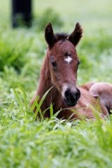 The filly is the first foal out of the champion mare.