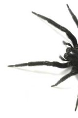 The black house spider