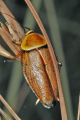 The humble cockroach has more than 500 species.