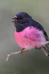 The pink robin.