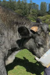 Feeding time … Robyn Menghetti tends to one of her blue-grey cows.