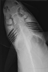 X-ray of the Mandarin dogfish.