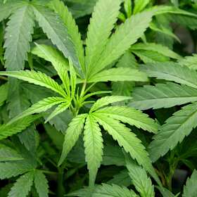 Parents unknowingly give THC-tinged cannabis to children with epilepsy