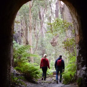 This tunnel on the Box Vale walking track will be a hit with the kids. 