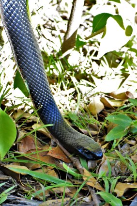 A red-bellied black snake at Ryans Swamp, near Caves Beach.