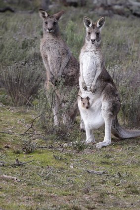 More than 3000 eastern grey kangaroos were scheduled to be culled in 2018.