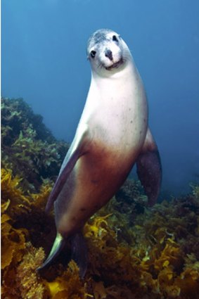 An Australian sea lion.