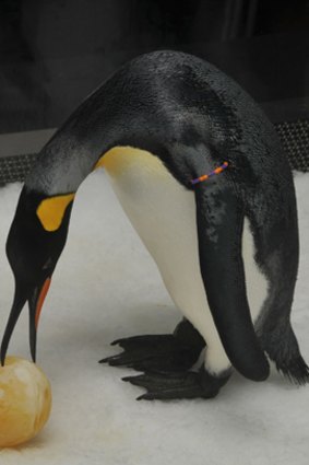 An Easter treat for penguins at Seaworld.