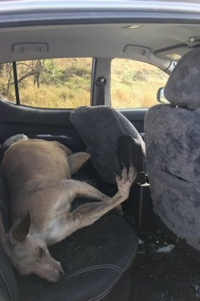 A kangaroo smashed through the windscreen of a ute at Jerrys Plains in November 2017.