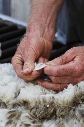 Wool prices are expected to hold up because of shortages.