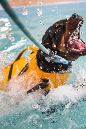 Biting her own splashes: BB the rottweiler is in the early stages of learning to swim at Aquapaws but appears to enjoy it. 